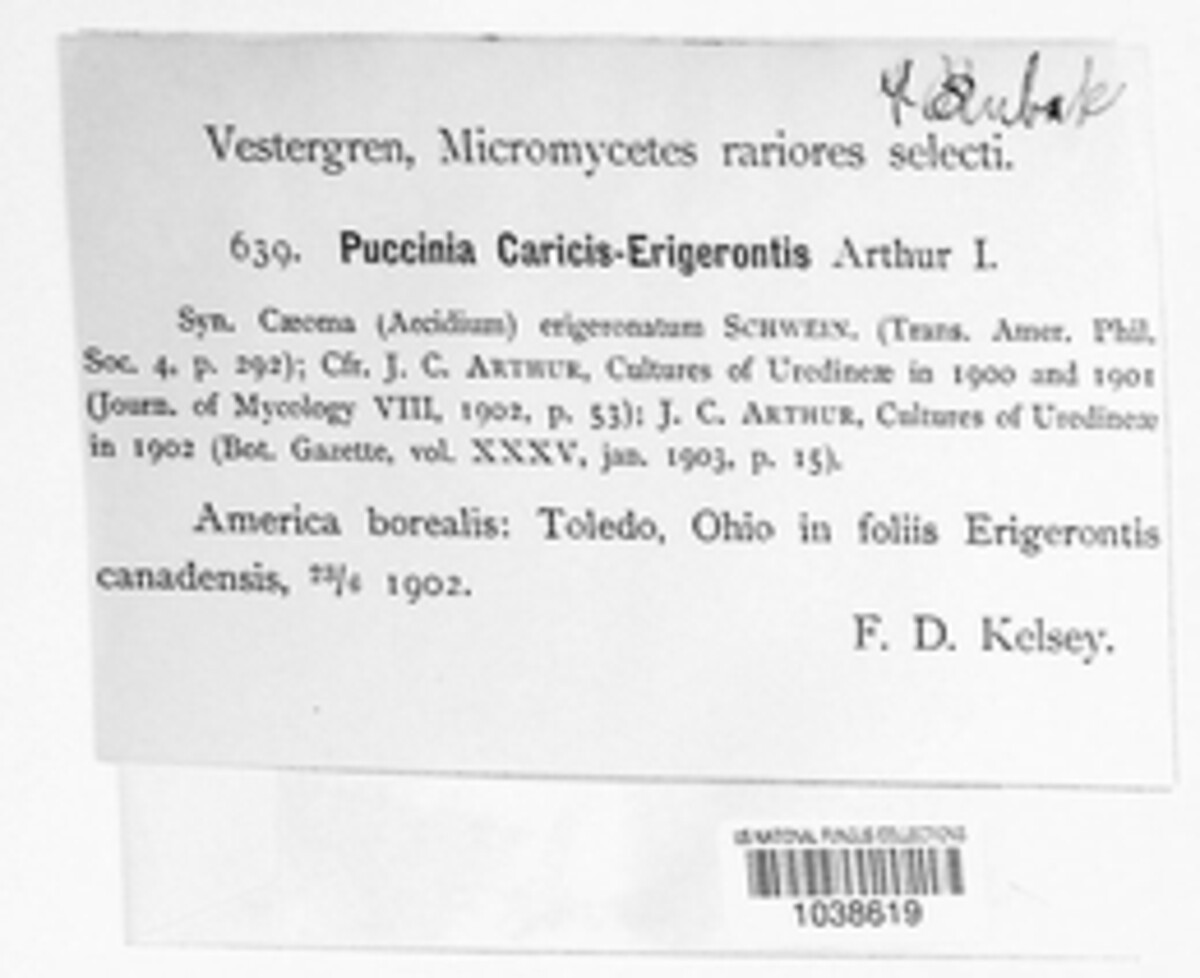 Puccinia caricis image